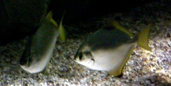 20 Sydney Aquarium DiamondFish