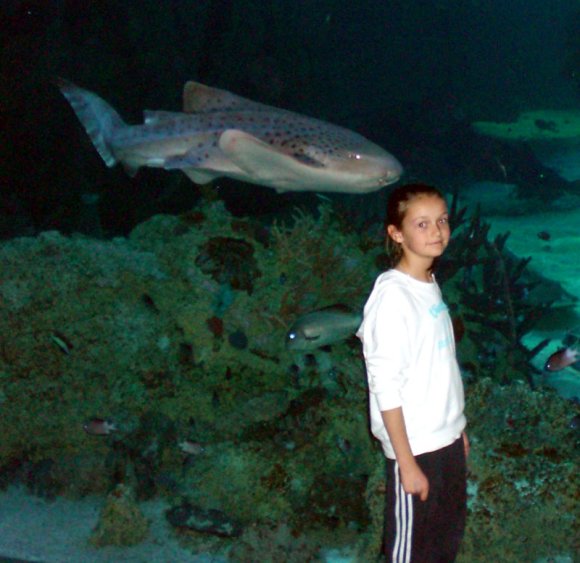 20 Sydney Aquarium LeopardShark eats Alayna