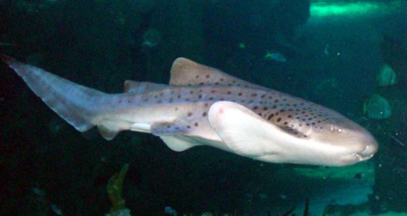 20 Sydney Aquarium LeopardShark2