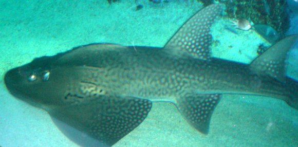 20 Sydney Aquarium LeopardShark