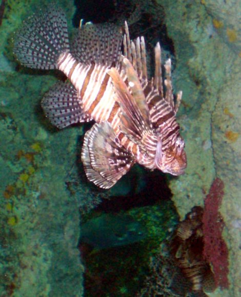 20 Sydney Aquarium LionFish