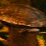 20 Sydney Aquarium LongNeckTurtle