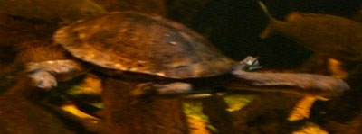 20 Sydney Aquarium LongNeckTurtle