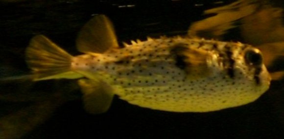 20 Sydney Aquarium PufferFish