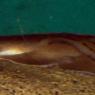 20 Sydney Aquarium RayShark