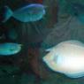 20 Sydney Aquarium UnicornFish