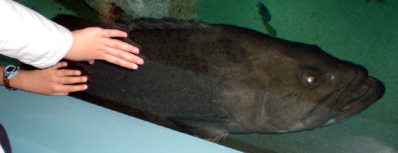 20 Sydney Aquarium big headed fish