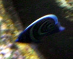 20 Sydney Aquarium blue ringed fish.JPG