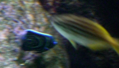 20 Sydney Aquarium blue ringed fish