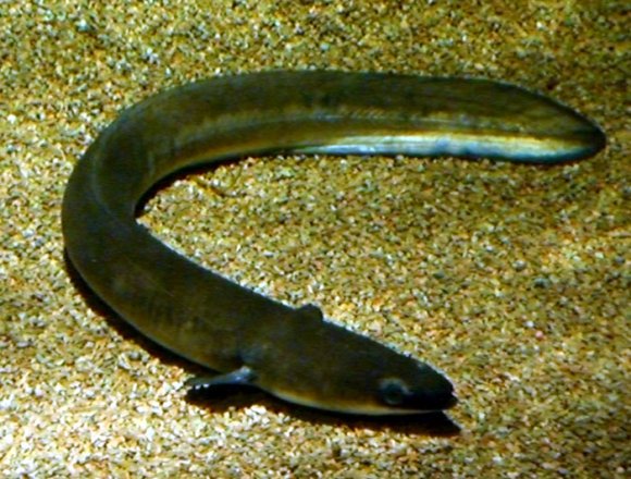 20 Sydney Aquarium eel