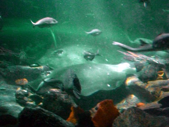 20 Sydney Aquarium fish and rays