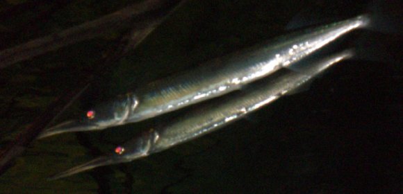 20 Sydney Aquarium fish2