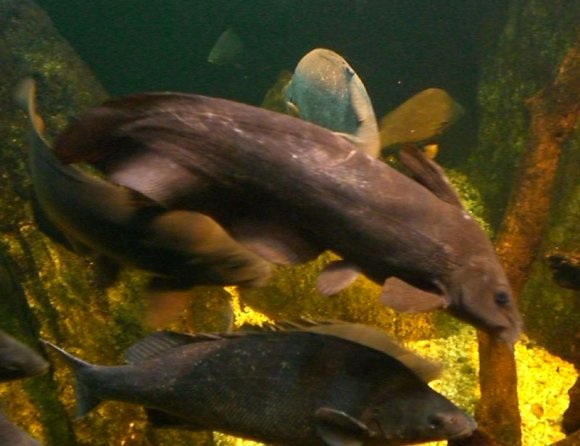 20 Sydney Aquarium fish