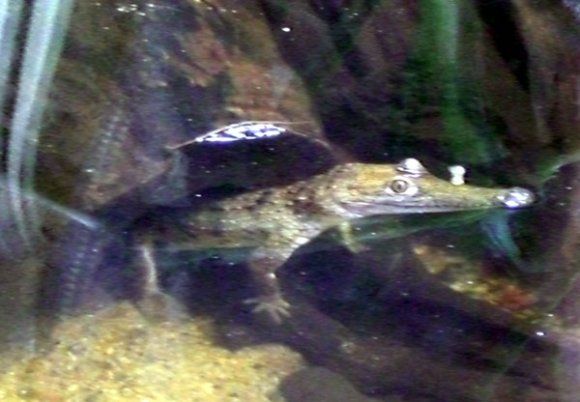 20 Sydney Aquarium fresh water crocodile