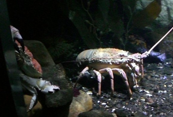 20 Sydney Aquarium huge crab and crayfish