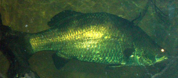 20 Sydney Aquarium large Berramundi2