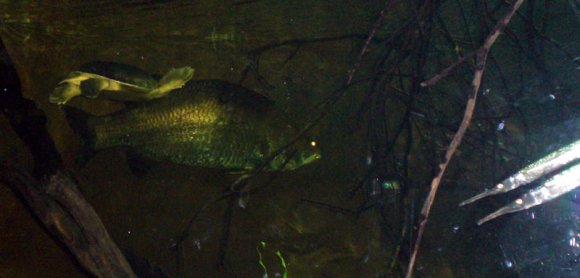 20 Sydney Aquarium large Berramundi3