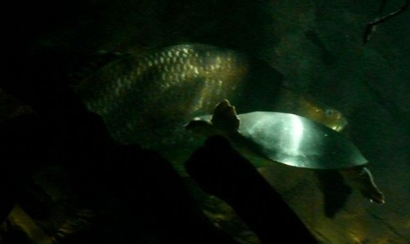 20 Sydney Aquarium large Berramundi