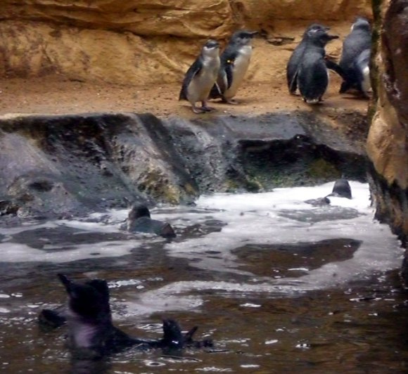 20 Sydney Aquarium penguins