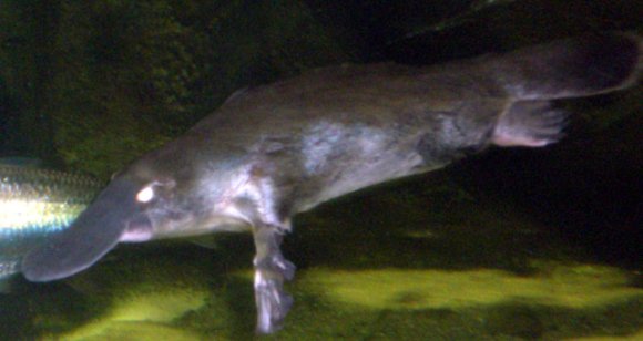 20 Sydney Aquarium platypus2