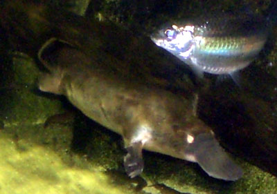 20 Sydney Aquarium platypus