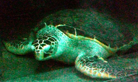 20 Sydney Aquarium sea turtle Crush2