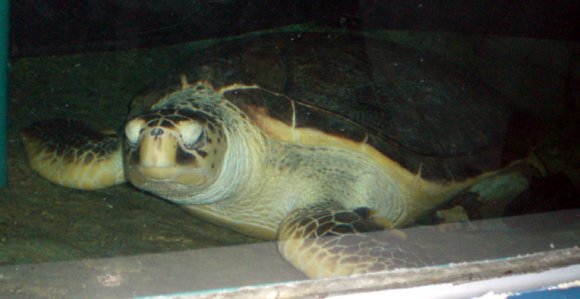 20 Sydney Aquarium sea turtle Crush