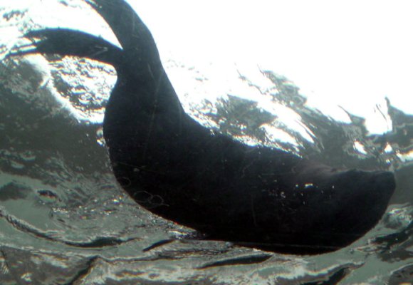 20 Sydney Aquarium seals underwater3