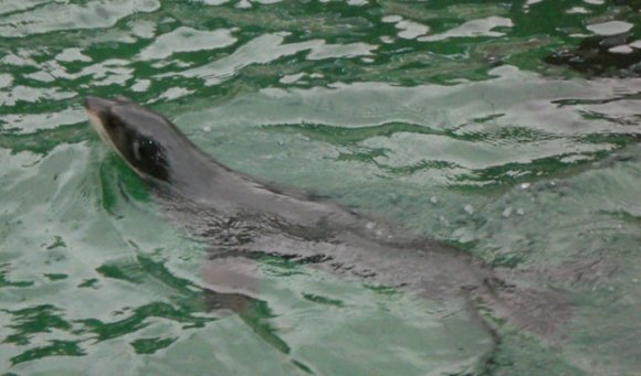 20 Sydney Aquarium seals underwater