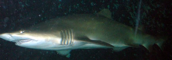 20 Sydney Aquarium sharks2