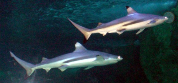 20 Sydney Aquarium sharks4