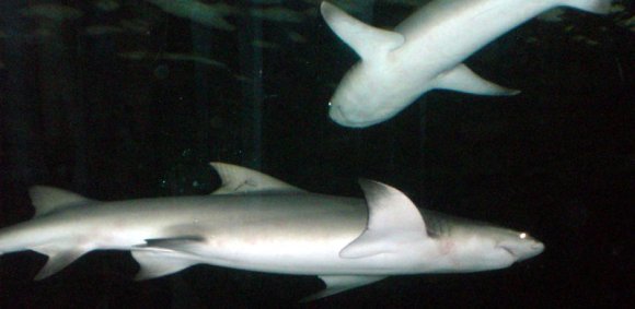 20 Sydney Aquarium sharks