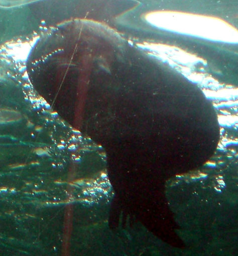 20 Sydney aquarium seals underwater0