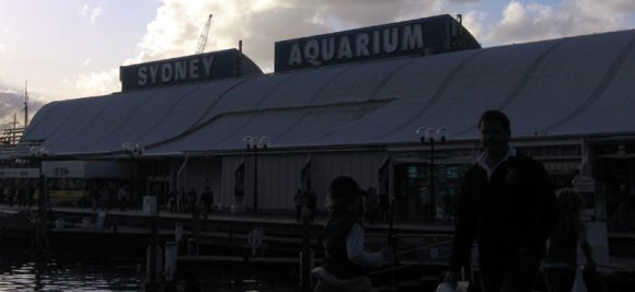 21 sydney bus tour aquarium