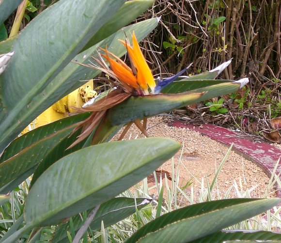 01 bird of paradise