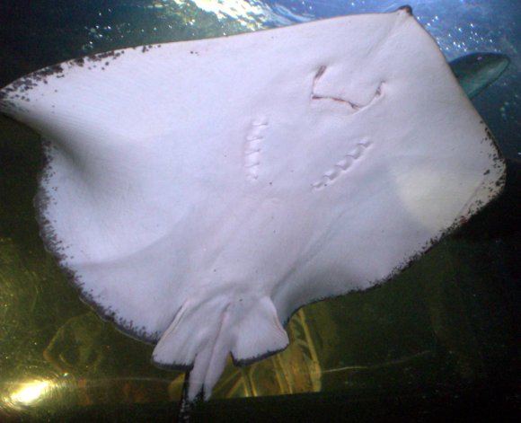 29 mall aquarium ray