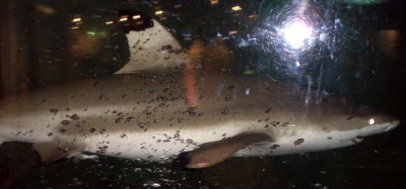 30 mall aquarium shark