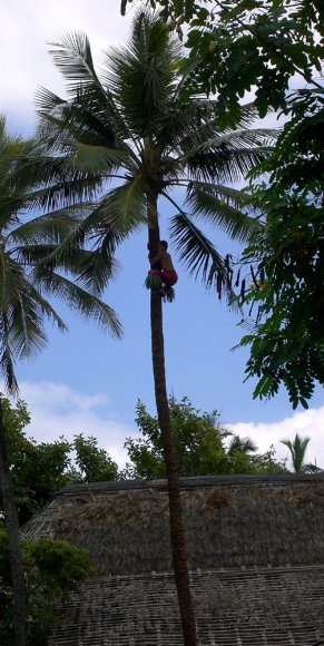 05 climb coconut tree