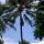 05 climb coconut tree