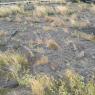 19 petroglyphs2