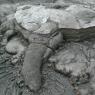 20 lava turtle