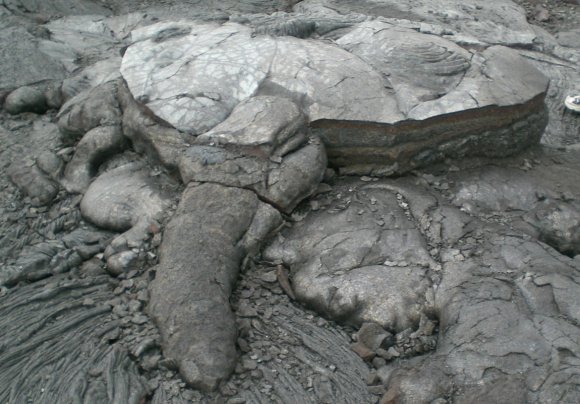 20 lava turtle