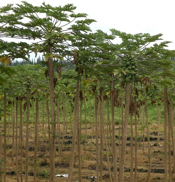 23 papaya tree