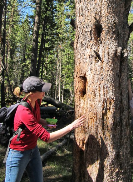 25 becca tree with bear claw marks