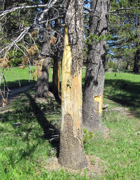 36 bison rubbed tree