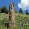 39 petrified tree