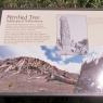 39 petrified