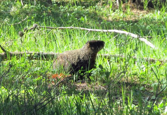 06 marmot by canyon area