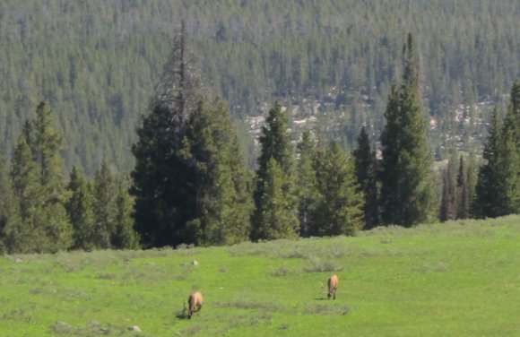 07 elk by canyon