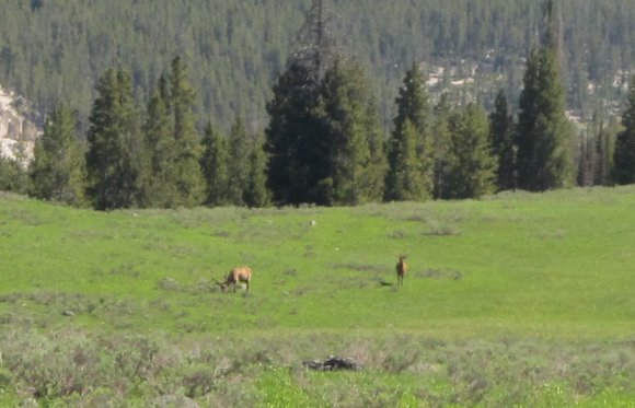 08 elk by canyon